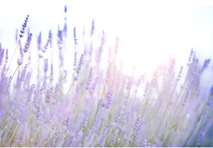 Lavender Hill Paper Company